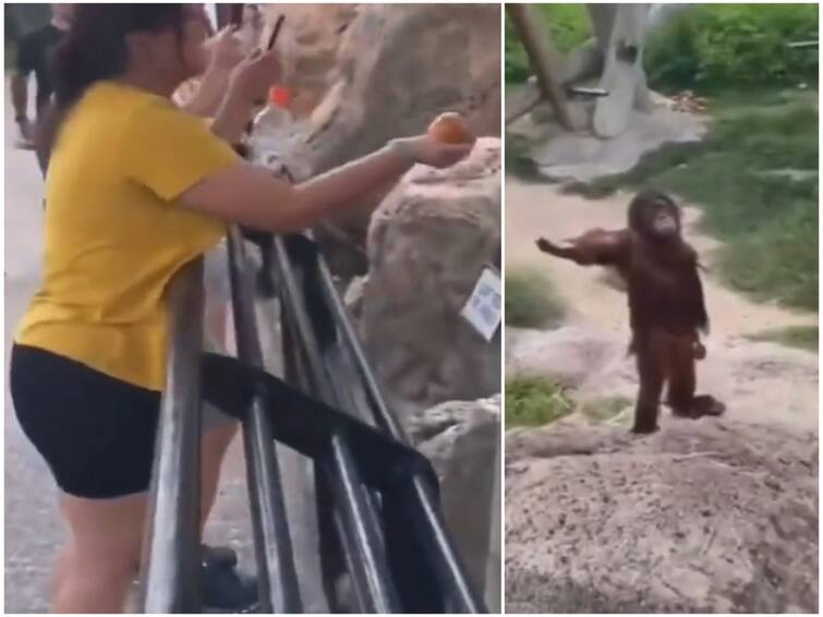 Orangutan hilariously asks for food from zoo visitor in viral video Watch Video:  பார்வையாளர்களிடம் கையை நீட்டி கியூட்டாக உணவை கேட்டு நிற்கும் ஒராங்குட்டான்! வைரலாகும் வீடியோ!