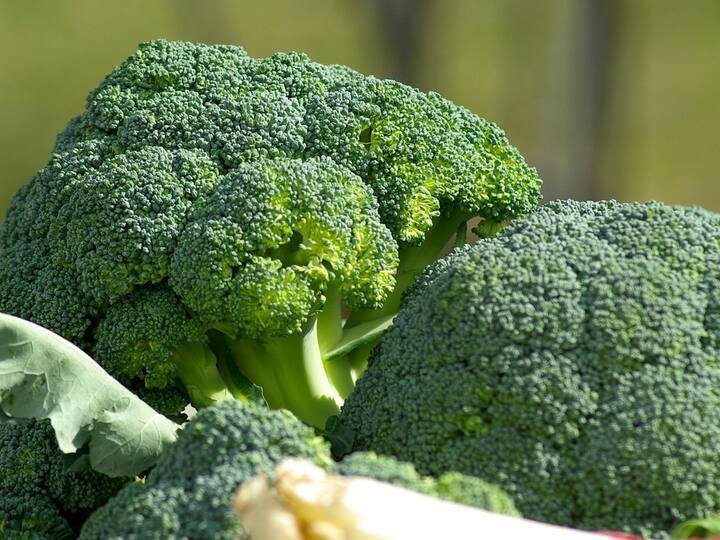 Broccoli: ப்ரோக்கோலி சாப்பிடுவதால் ஏற்படும் நன்மைகள்!