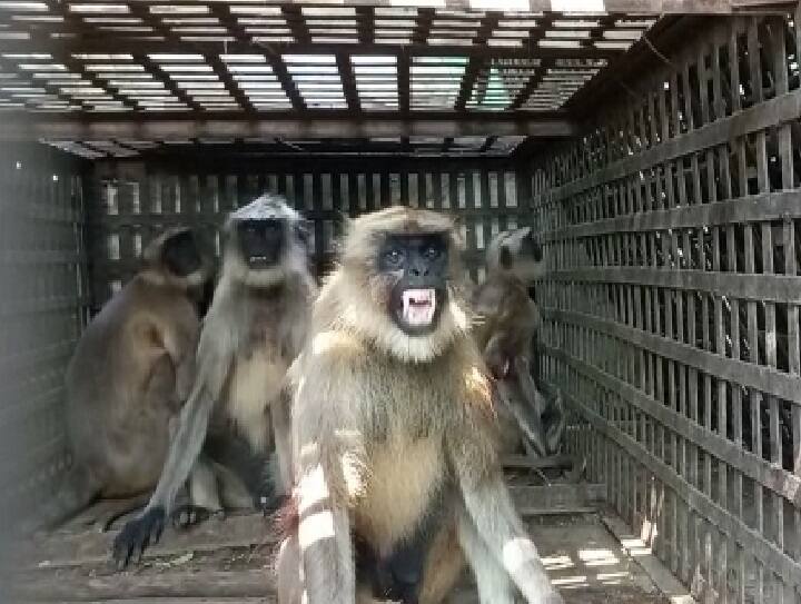 latur monkey Catch by forest dept at nilanga sonkhed village 50 people injured latest marathi news हुश्श्श्श...! 50 जणांना चावा घेणारं उपद्रवी वानर अखेर जेरबंद; लातूरच्या सोनखेडकरांनी टाकला सुटकेचा नि:श्वास