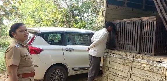 या वानराने चारेक कर्मचाऱ्यांनाही चावा घेतला होता. वनविभागानं त्यानंतर औरंगाबादच्या पथकाला पाचारण केलं.