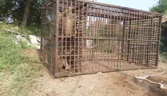 अतिशय बिथरलेल्या अवस्थेत असलेल्या या वानराला शेवटी जेरबंद करण्यात वनविभागाला यश आलं. 