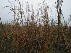 विद्युत तारांच्या घर्षणातून पाच एकर ऊस जळुन खाक, शेतकऱ्याचं आठ लाख रुपयांचं नुकसान 