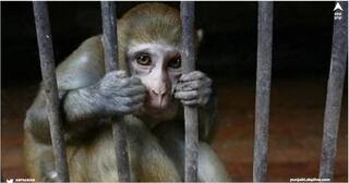 ਬਾਂਦਰ ਨੂੰ ਮਿਲੀ ਉਮਰ ਕੈਦ ਦੀ ਸਜ਼ਾ, 250 ਲੋਕਾਂ ਨੂੰ ਬਣਾਇਆ ਸ਼ਿਕਾਰ, ਔਰਤਾਂ ਨੂੰ ਦੇਖ ਕੇ ਕਰਦਾ ਸੀ ਗੰਦੇ ਇਸ਼ਾਰੇ!