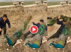 Viral Video: ਮੋਰਨੀ ਦੇ ਆਂਡੇ ਚੋਰੀ ਕਰਨ ਪਹੁੰਚਿਆ ਵਿਅਕਤੀ, ਫਿਰ ਆਇਆ ਮੋਰ ਤੇ ਜੋ ਕੀਤਾ ਉਹ ਕੈਮਰੇ 'ਚ ਕੈਦ... ਦੇਖੋ ਵੀਡੀਓ