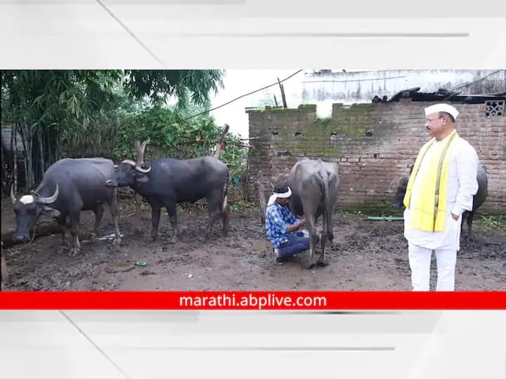 maharashtra News Aurangabad News Lumpy outbreak in Agriculture Minister Abdul Sattar constituency  Animals do not even get health treatment कृषिमंत्र्यांच्या मतदारसंघात लम्पीचा थैमान, शेतकरी मेटाकुटीला; जनावरांना आरोग्य उपचारही मिळेना