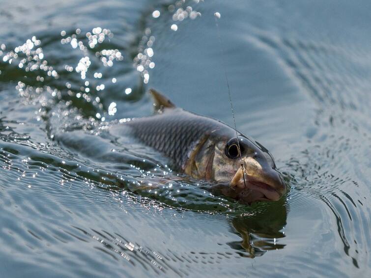 Thanjavur Fishermen requests the government authorities to protect the fish in an organic way TNN இயற்கையான முறையில் வளரும் மீன்கள்; பாதுகாக்க அரசு நடவடிக்கை எடுக்குமா..?