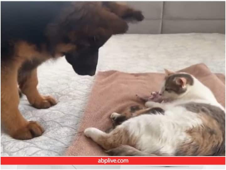 Users heart melted after seeing friendship and love between dog and cat Video: बिल्ली के मां बनने पर प्यारे बच्चों से मिलने पहुंचा डॉगी, दिल जीत लेगा वीडियो