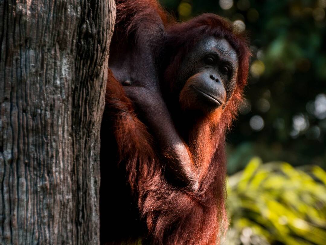 Orangutan hilariously asks for food from zoo visitor in viral video Viral Video: পর্যটকের কাছে খাবার চাইছে ছোট্ট ওরাংওটাং, ভাইরাল ভিডিও দেখে হাসির রোল নেট দুনিয়ায়