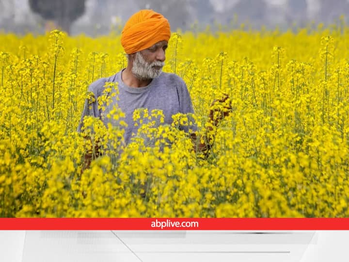 Mustard area increased by 2770 hectares in Ambala Haryana Mustard Cultivation: इस स्टेट में बढ़ गया 2770 हेक्टेयर सरसों का रकबा, किसानों की बढ़ेगी इनकम