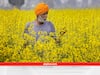 Mustard Cultivation: इस स्टेट में बढ़ गया 2770 हेक्टेयर सरसों का रकबा, किसानों की बढ़ेगी इनकम