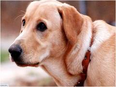 मुंबई: लिफ्ट से उतरने से मना करने पर कुत्ते को टहलाने ले जा रहे शख्स की पिटाई, केस दर्ज