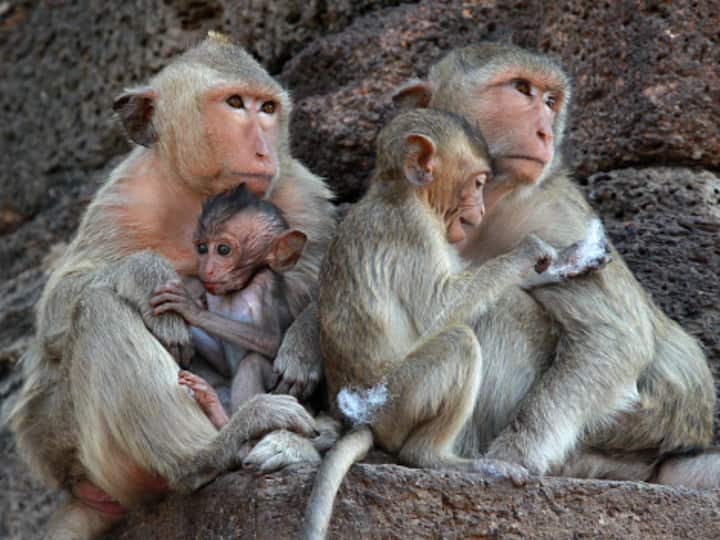 The annual monkey dinner is held in the central Thai town of Lopburi as a way of showing gratitude to the many macaques that live in the town. It was Yongyuth Kitwatanusont, a local businessman, who came up with the idea to offer a buffet of fruit and food to the monkeys as a way of showing appreciation, as the primates' presence had brought in much-needed tourism. (Image Source: Getty)
