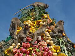 Thailand's Monkey Feast Festival, A Unique Attraction In Lopburi — See Pics