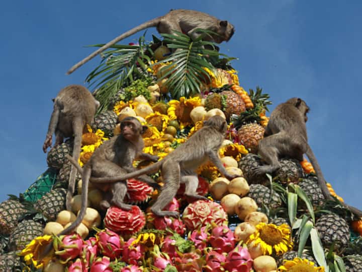 On Sunday, November 28th, monkeys enjoyed fruits and veggies at the Annual Lopburi Monkey Banquet at Prang Sam Yot temple in Thailand's Lopburi . (Image Source: Getty)