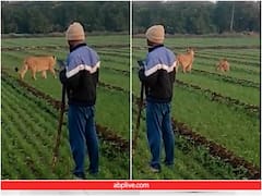 खेत में काम कर रहे किसान के पास पहुंच गया शेरों का दल, होश उड़ा देगा वीडियो