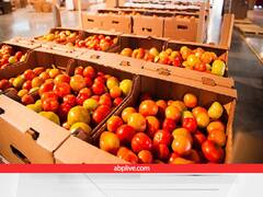 क्या है सरकार का 'ऑपरेशन ग्रीन्स', जो टमाटर के दिला सकता है दोगुने दाम, खुशहाल हो जाएंगे किसान