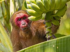 खाने में कई पकवान होते हैं... बुफे सजता हैं... मगर गेस्ट होते हैं बंदर! कभी देखी है ऐसी दावत