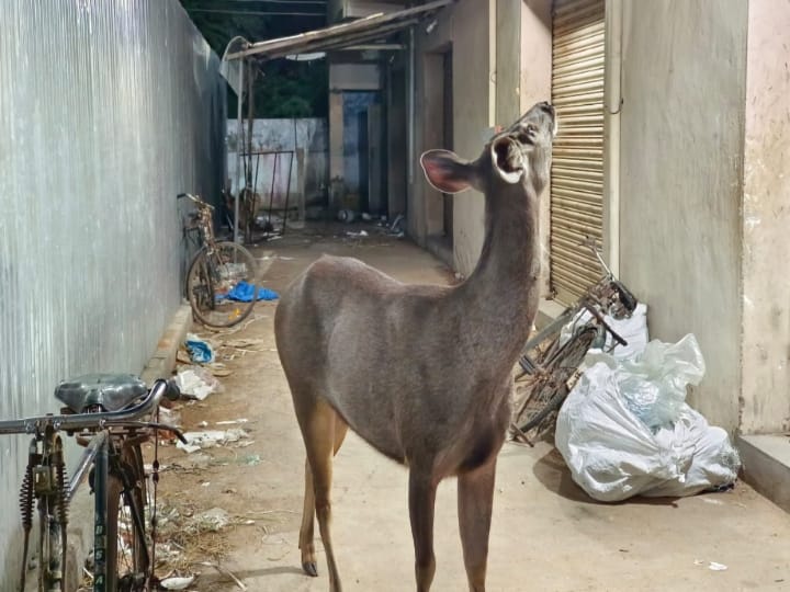 உடன்குடியில் வனத்துறையினர் அலட்சியத்தால் மிளா இறந்ததா..? - பொதுமக்கள், சமூகஆர்வலர்கள்  குற்றச்சாட்டு