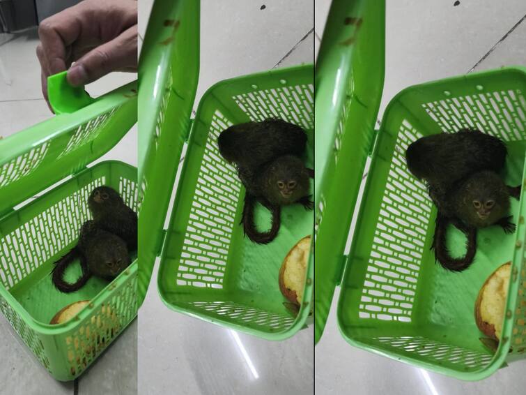 chennai airport pygmy Marmoset and dusky leaf monkey were found and seized Crime : சென்னை விமான நிலையத்தில் பறிமுதலான அரிய வகை குரங்குக்குட்டிகள்.. பின்னணியில் இப்படி ஒரு கதையா?