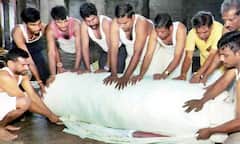திருச்சி மலைக்கோட்டை உச்சியில் கார்த்திகை தீபம் ஏற்றுவதற்கான திரி தயாரிக்கும் பணி தொடக்கம்