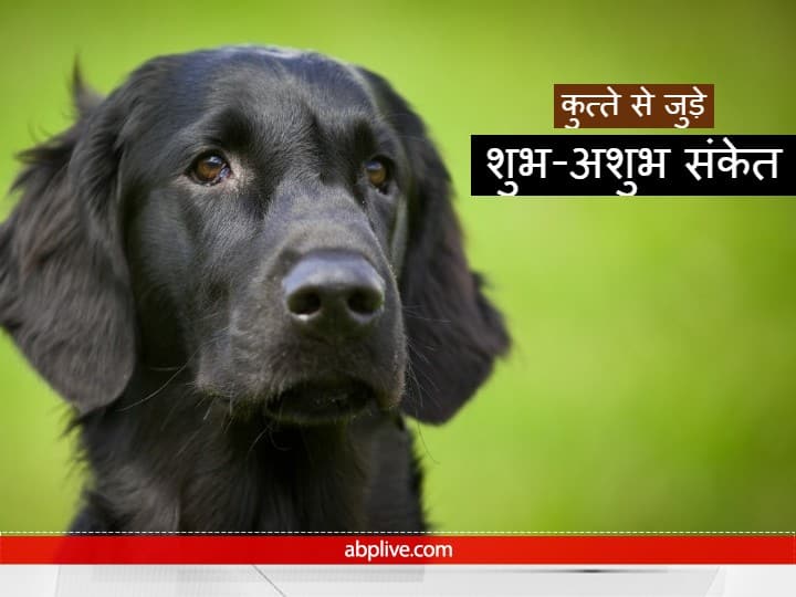 Dog: कुत्तों में पूर्वाभास की अद्भुत क्षमता होती है. ये होनी-अनहोनी को पहले से जान लेते हैं. शकुन शास्त्र में बताया है कि कुत्तों की हरकतों से पूर्वानुमान लगाया जा सकता है कि ये शुभ संकेत है या अशुभ.