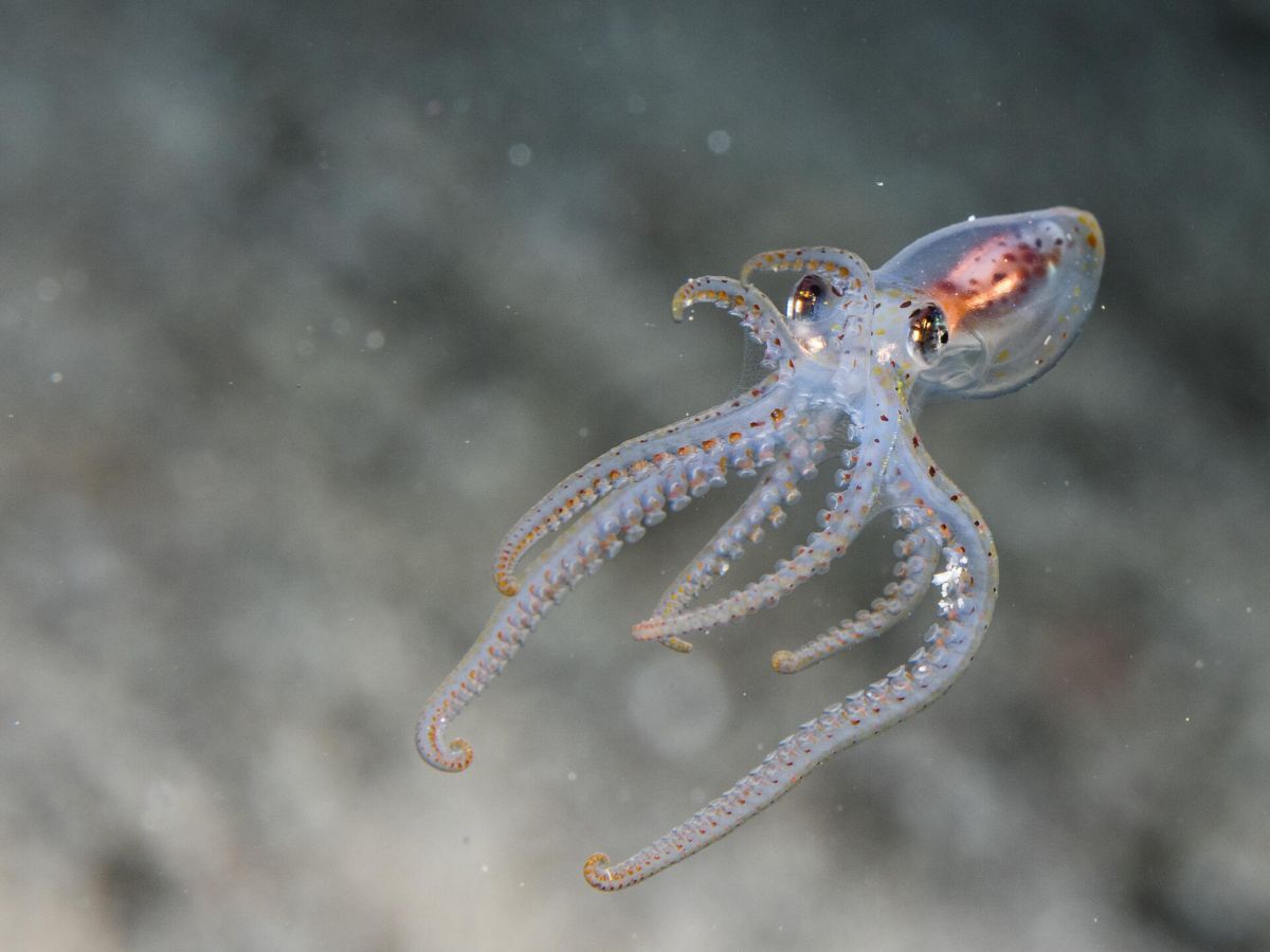 Why are octopuses and squids taking over the oceans? 