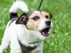 Dog: घर से निकलते वक्त आपको देखकर भौंके कुत्ता, तो मिलते हैं ये अशुभ संकेत