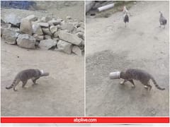 दूध चोरी करने गई थी बिल्ली, बर्तन में फंस गया सिर