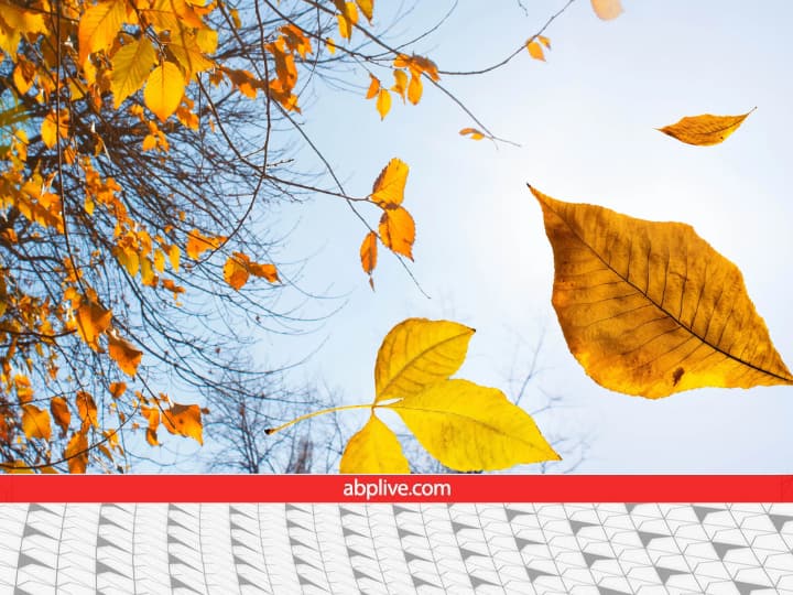 Why do leaves of trees start falling in winter or spring season know the reason here सर्दियों में पेड़ों से क्यों गिरने लगते हैं पत्ते?...क्या है इसके पीछे का कारण
