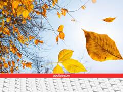 सर्दियों में पेड़ों से क्यों गिरने लगते हैं पत्ते?...क्या है इसके पीछे का कारण