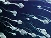 Sperm Count : அதிர்ச்சி ரகத்தில் ஆண்களுக்கு குறைந்து வரும் உயிரணுக்கள்.. இதுதான் காரணமா? ஆய்வில் பகீர் தகவல்..