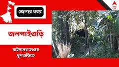 বাইসনকে মোষ ভাবতেই কেলেঙ্কারি ! ধূপগুড়িতে আহত ১