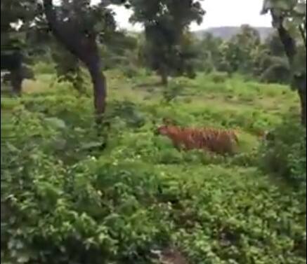 Nagpur News A tigress roams the school area of Panjri Lodhi village teachers demand to relocate school Nagpur News : पांजरी लोधी गावातील शाळेच्या परिसरात वाघिणीचा बछड्यांसह वावर, शाळा स्थलांतरित करण्याची शिक्षकांची मागणी