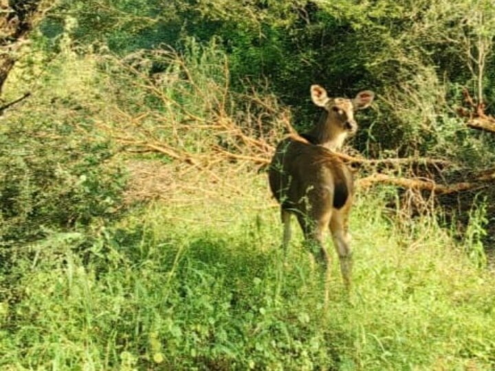 Rajasthan Tourism: पर्यटकों के लिए होगा नया डेस्टिनेशन, 5200 हेक्टेयर एरिया में बन रही चौथी पैंथर सफारी