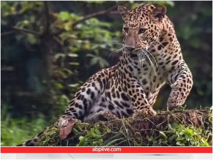 दिन दहाड़े गांव में घुसा तेंदुआ और एक के बाद एक कई महिलाओं पर किया अटैक, सामने आया वीडियो Leopard attack in Dwarahat Leopard attacks and injures three women in Uttarakhand दिन दहाड़े गांव में घुसा तेंदुआ और एक के बाद एक कई महिलाओं पर किया अटैक, सामने आया वीडियो