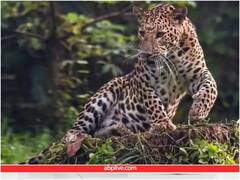 दिन दहाड़े गांव में घुसा तेंदुआ और एक के बाद एक कई महिलाओं पर किया अटैक, सामने आया वीडियो