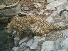 राजस्थान में पर्यटकों के लिए होगा नया डेस्टिनेशन, 5200 हेक्टेयर एरिया में बन रही चौथी पैंथर सफारी