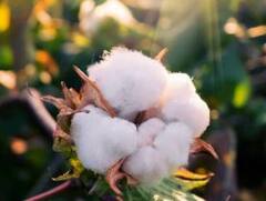 Photo : कापसाच्या दरात घसरण झाल्यानं शेतकरी चिंतेत