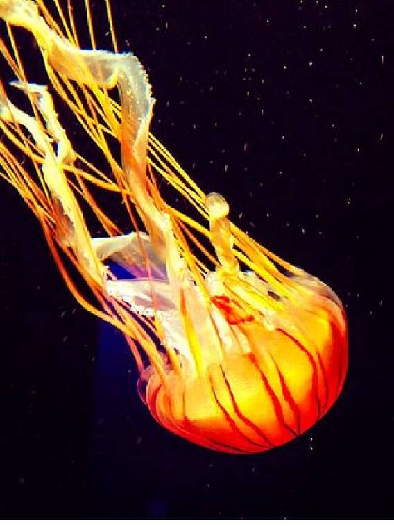 ஜெல்லி மீன்கள் பற்றிய வியப்பூட்டும் தகவல்கள்!