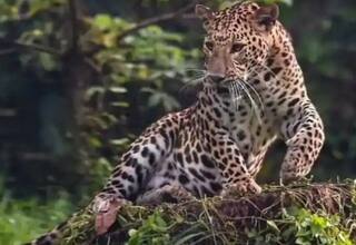 Viral Video: ਦਿਨ-ਦਿਹਾੜੇ ਪਿੰਡ 'ਚ ਵੜਿਆ ਤੇਂਦੁਆ ਤੇ ਇੱਕ ਤੋਂ ਬਾਅਦ ਇੱਕ ਕਈ ਔਰਤਾਂ 'ਤੇ ਕੀਤਾ ਹਮਲਾ, ਵੀਡੀਓ ਆਈ ਸਾਹਮਣੇ