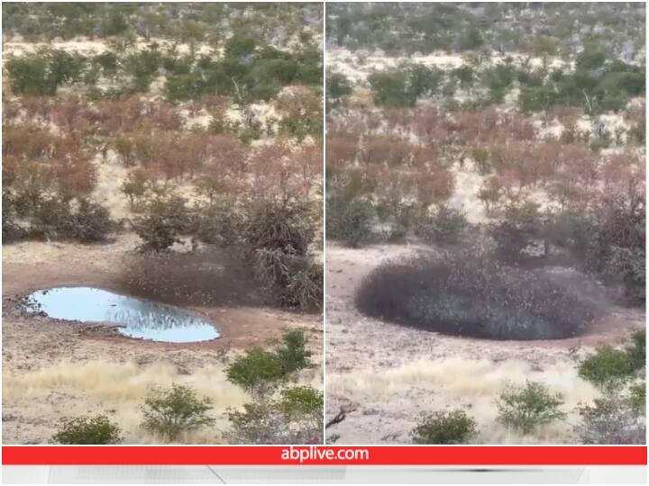 Flock of red-billed quellia completely covering the pond Video: पक्षियों के झुंड ने देखते ही देखते ढक लिया पूरा तालाब, यूजर्स को भाया वीडियो