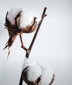 Photo : कापसाच्या दरात घसरण झाल्यानं शेतकरी चिंतेत