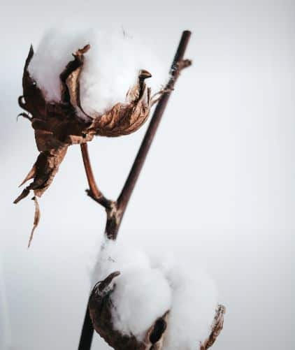 सध्या कापसाच्या दरात घसरण झाली आहे. त्यामुळं कापूस उत्पादक शेतकरी चिंतेत आहेत.