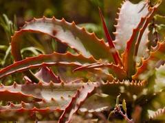 सेहत का खजाना है लाल एलोवेरा, पीरियड्स से लेकर डायबिटीज तक का हो सकता है इलाज