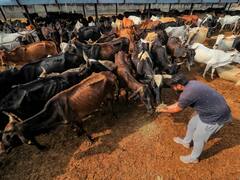 वोट दिलाने वाली गौमाता का पेट भरने में असफल है MP सरकार, बजट घटाती जा रही है शिवराज सरकार