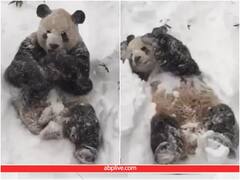 बर्फ में खेल रहा पांडा आपको मुस्कुराने पर कर देगा मजबूर, यूजर्स को भाया वीडियो