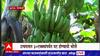 Hingoli Banana : वाढत्या थंडीचा केळीच्या पिकाला फटका , बळीराजा चिंतेत : ABP Majha