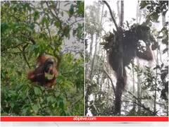 देखें ओरंगउटान कैसे बनाता है अपना छाता, जंगल में बारिश होने पर करता है बचाव