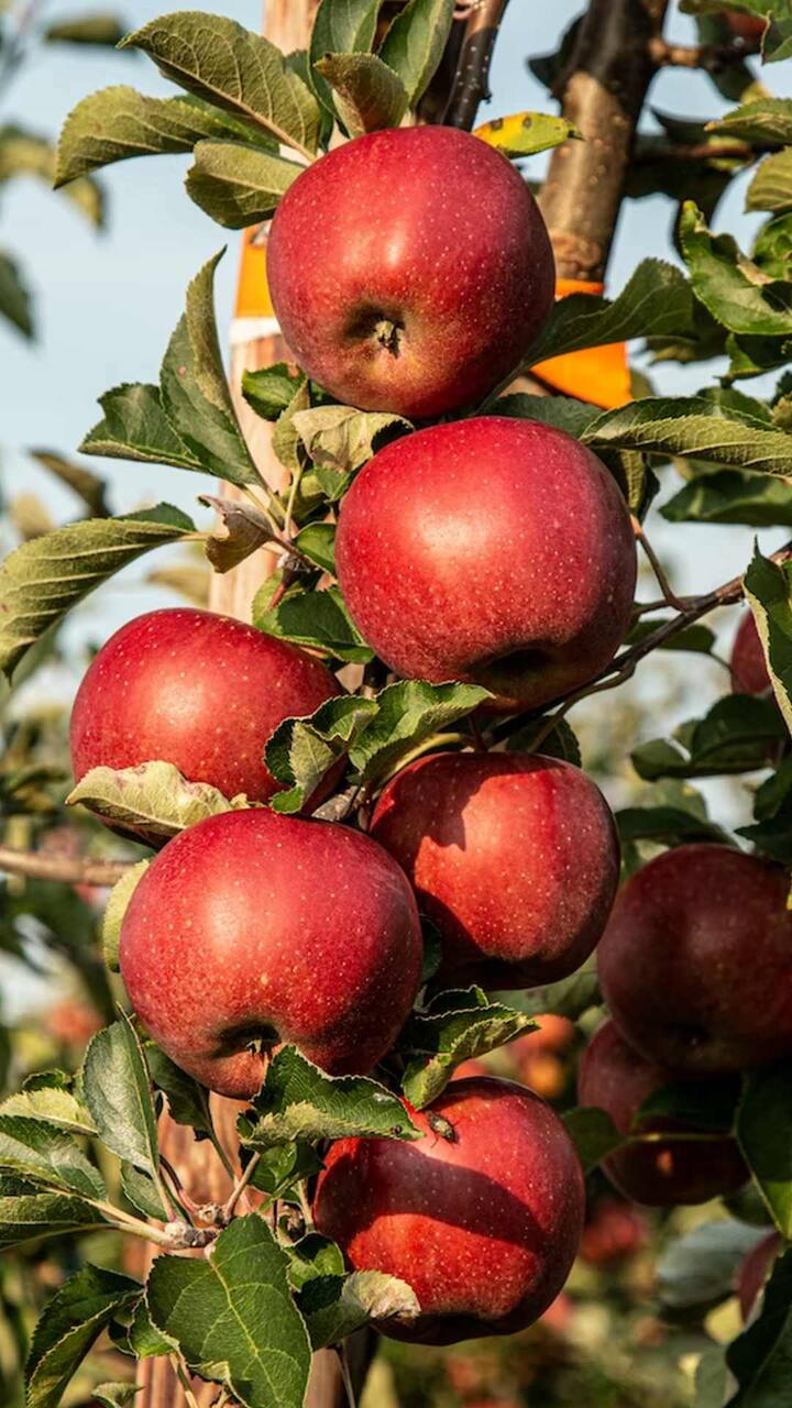 लाल सफरचंदात भरपूर पोषक तत्व असतात जे शरीराला अनेक फायदे देतात. त्यामुळे दोन्ही सफरचंद शरीरासाठी फायदेशीर ठरतात.