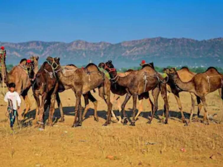 camel flu a new risk for fifa fans in qatar claims new study Camel Flu: உலகக் கோப்பை கால்பந்து போட்டிக்கு சிக்கல்..? புதிய வைரஸ் பரவ வாய்ப்பு - உலக சுகாதார அமைப்பு